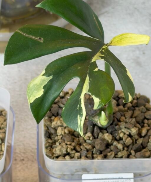 Alternative view of RHAPHIDOPHORA TETRASPERMA VARIEGATED (MINI MONSTERA)