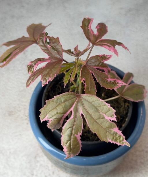 Acer palmature Geisha Gone Wild