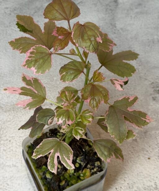 Alternative view of Acer palmature Geisha Gone Wild