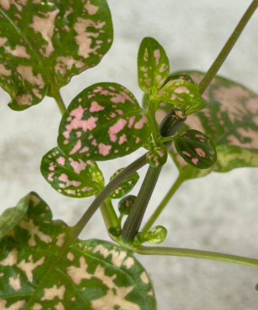 Hypoestes mixed 3 colours