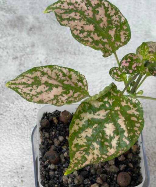 Alternative view of Hypoestes mixed 3 colours