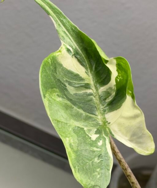 Alternative view of Alocasia Satingray Pink varigation