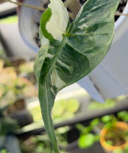 Alocasia Satingray Pink varigation