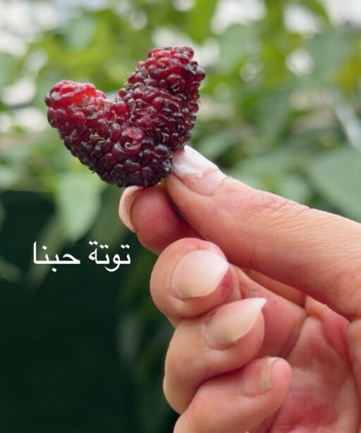 Alternative view of شجرة توت أندونيسي
