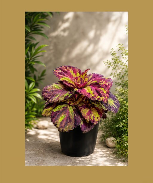 Coleus Fireworks نبات السجاد