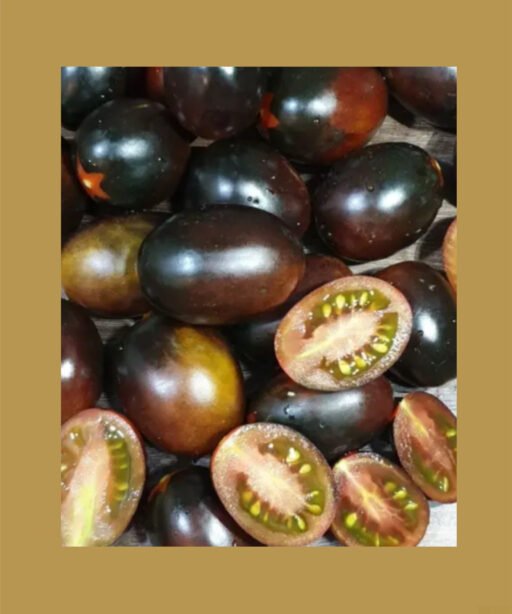 شتلة طماط الخنيزي