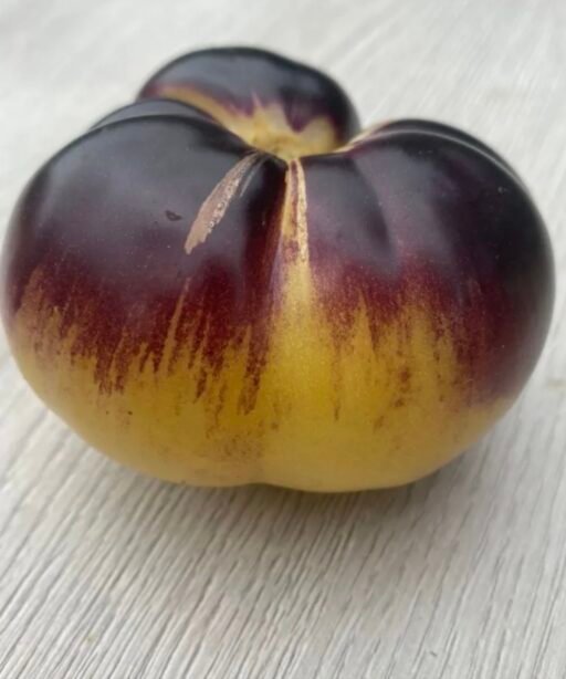 Alternative view of Dirty curty yellow شتلة طماط