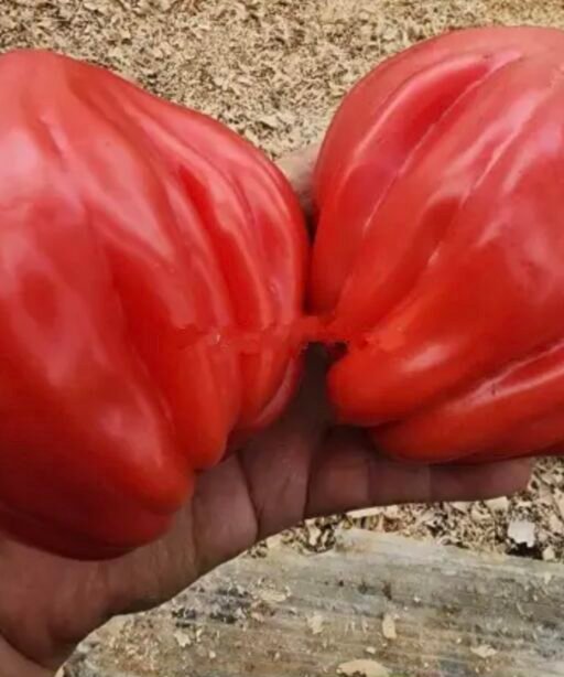 Alternative view of Fat Man شتلة طماط