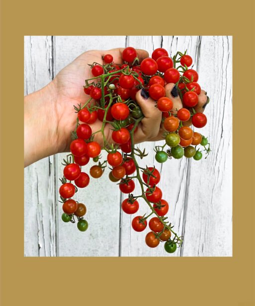 Red Currant شتلة طماط