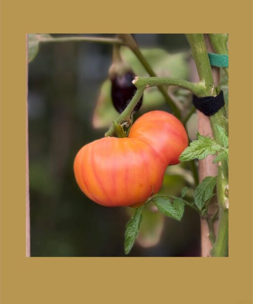 Rufus Rainbow tomato شتلة طماط