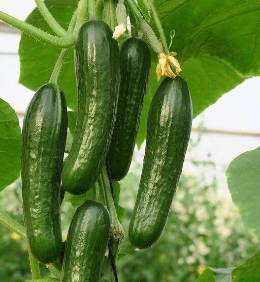 Alternative view of Mini munch F1 cucumber شتلة خيار