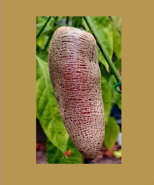Jalapeno Farmers Market Pepper شتلة فلفل