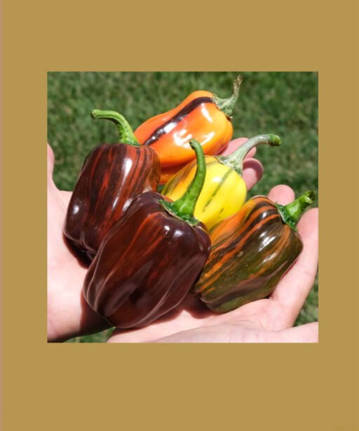 Candy Cane Chocolate Cherry Hybrid Sweet Pepper شتلة فلفل مبرغش