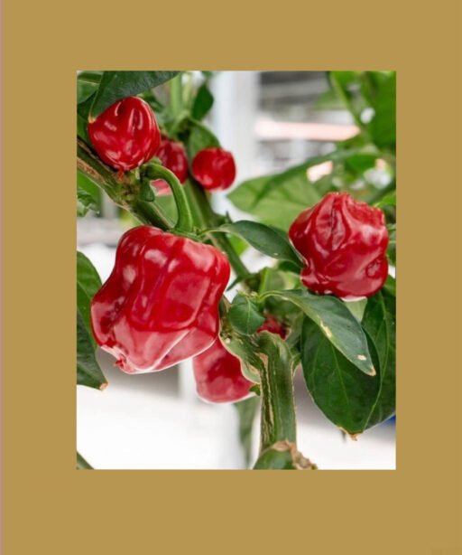 Caribbean Red Habanero Pepper شتلة فلفل