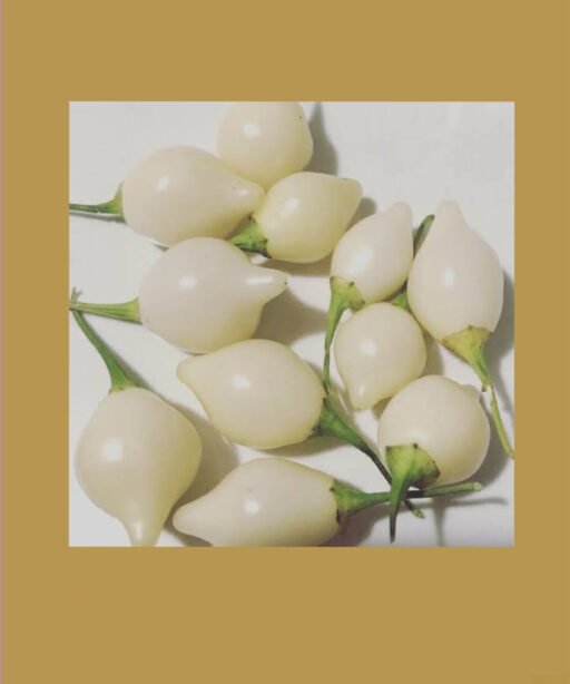 white biquinho pepper شتلة فلفل