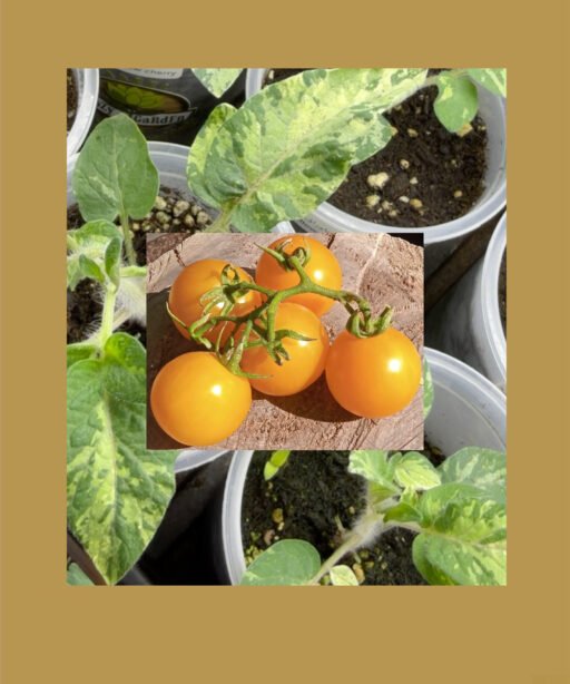 Big Yellow cherry شتلة طماط مبرغشه