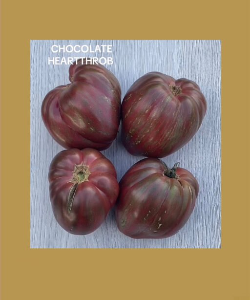 Chocolate Heartthrob شتلة طماط