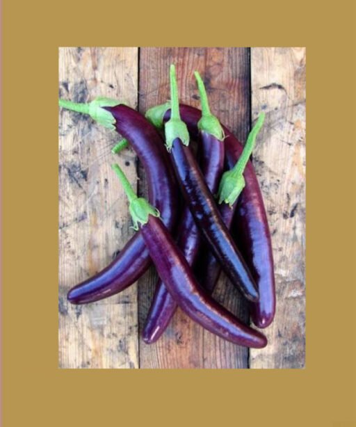 Long Purple شتلة باذنجان