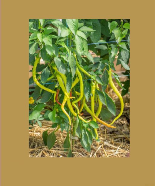 Corbaci Sweet Pepper شتلة فلفل