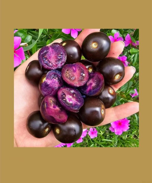 Purple Galaxy  شتلة طماط نادر