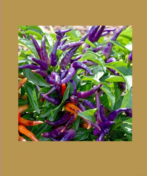 Purpel Hot شتلة فلفل