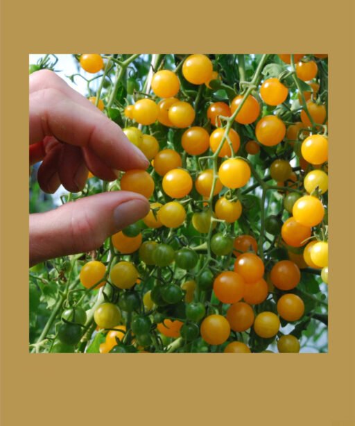 Yellow Currant شتلة طماط