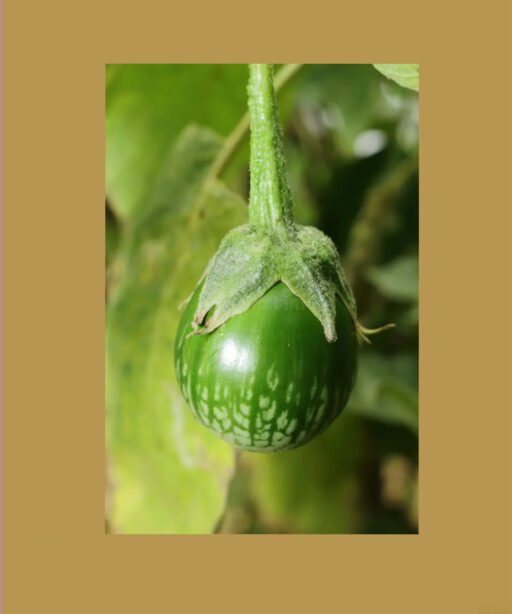 kermit thai Green شلة باذنجان
