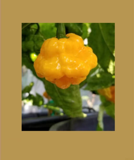Scotch Bonnet yellow شتلة فلفل