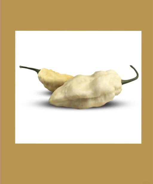 White Bhut Jolok's شتلة فلفل