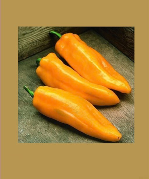 Marconi Golden Pepper شتلة فلفل
