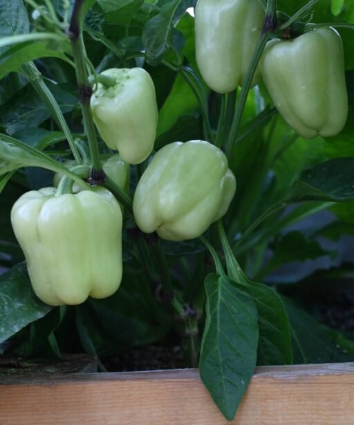 Alternative view of vanilla pepper  شتلة فلفل