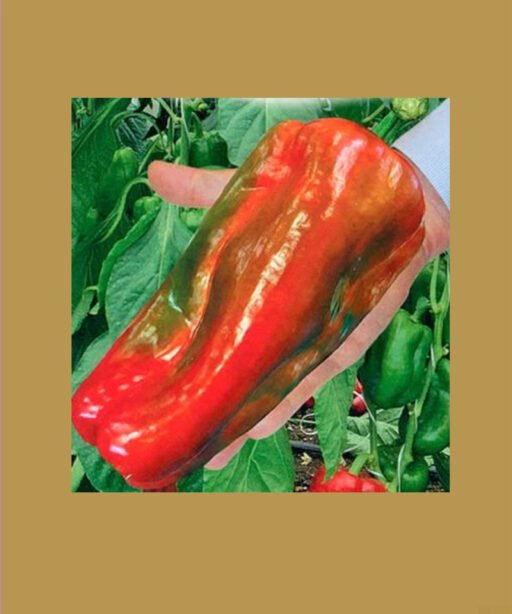 Sweet pepper alkamara F1 شتلة فلفل