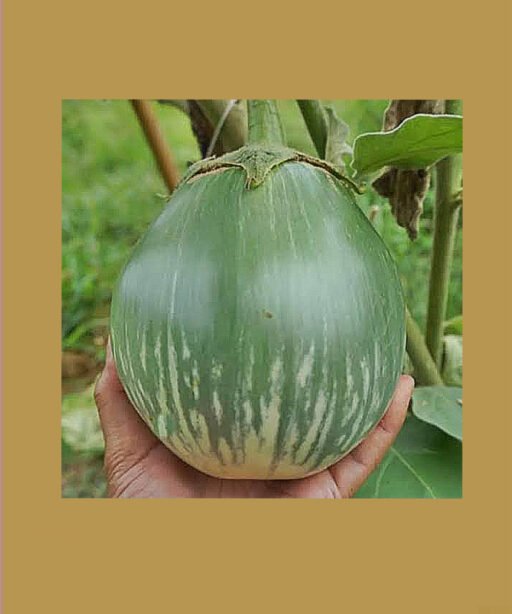 Thai Giant Green شتلة باذنجان