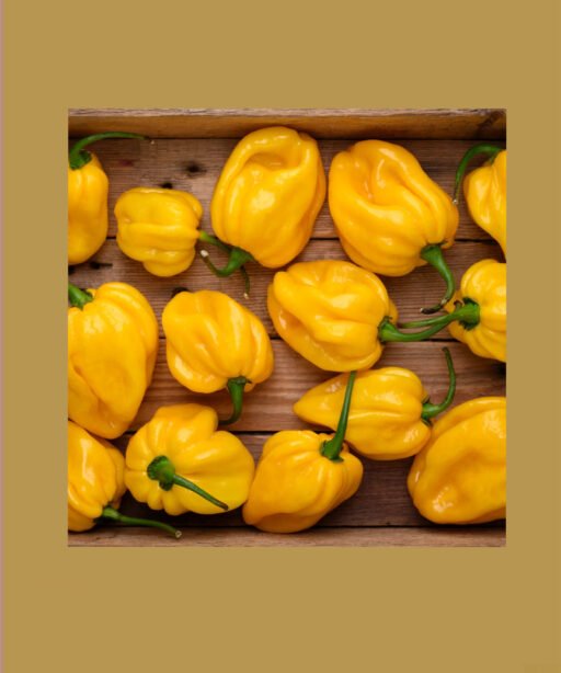 Habanero Lemon شتلة فلفل