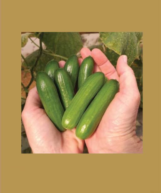 Mini munch F1 cucumber شتلة خيار