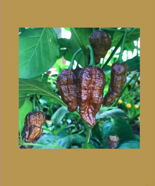Bhut Jolokia Brown/Chocolate شتلة فلفل