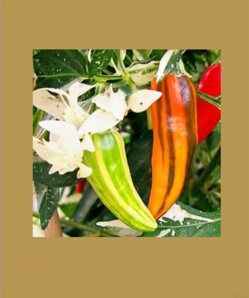 Fish Pepper شتلة فلفل مبررغشه
