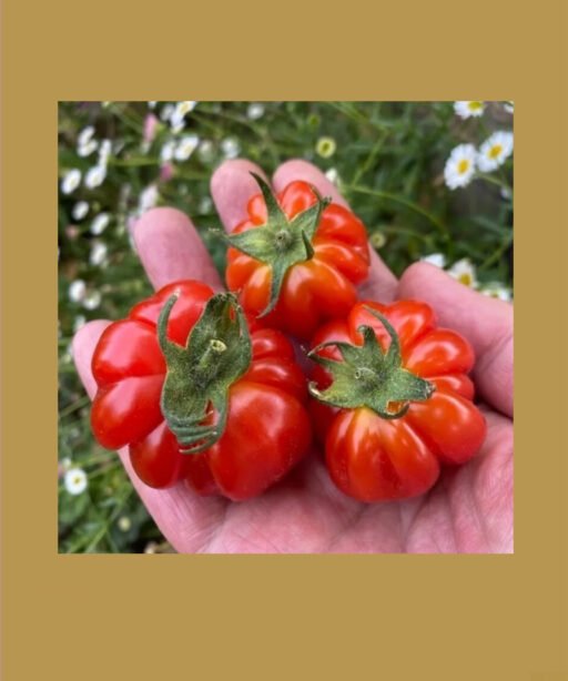 Accordion Cherry شتلة طماط