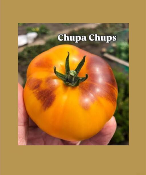 Chupa Chups شتلة طماط