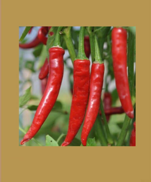Cayenne Peppers شتلة فلفل