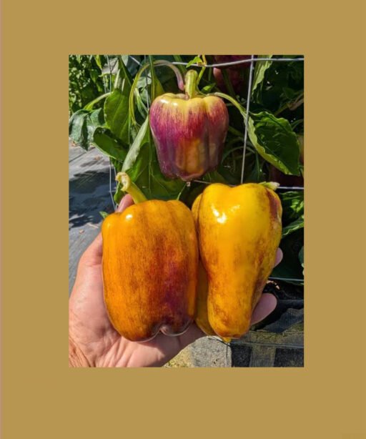 purple smudge gold sweet pepperشتلة فلفل