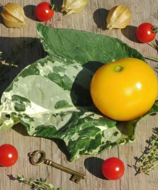 Alternative view of Big Yellow cherry شتلة طماط مبرغشه