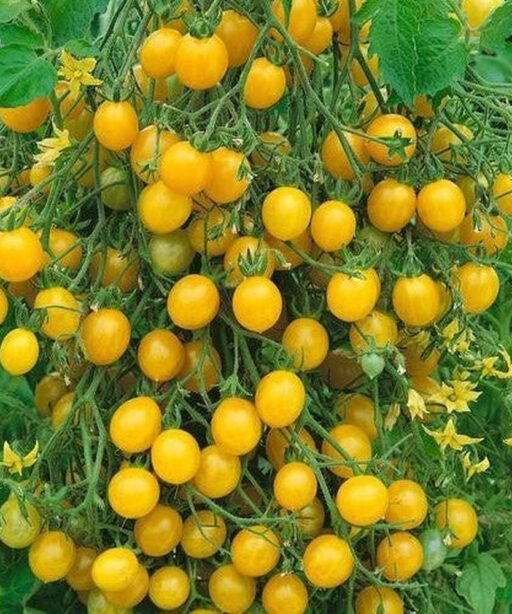 Alternative view of Yellow Currant شتلة طماط