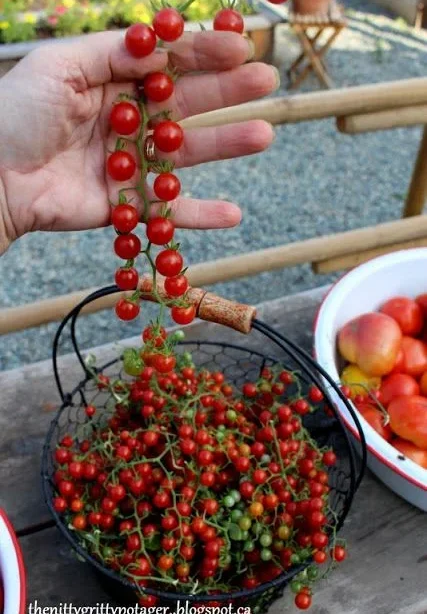 Alternative view of Red Currant شتلة طماط