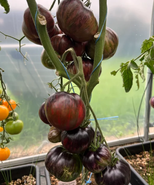 Alternative view of Rebel Starfighter Prime Beefsteak شتلة طماط