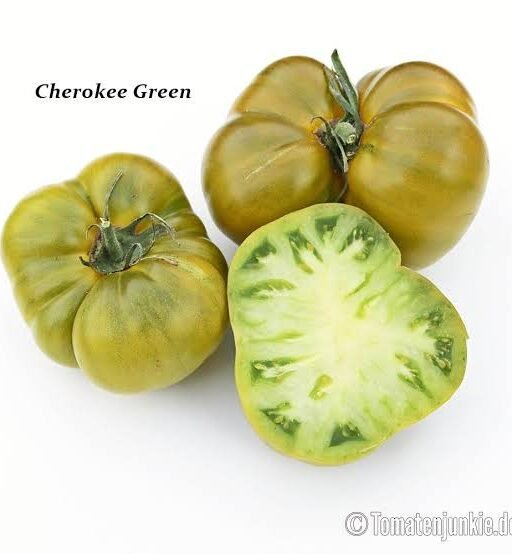 Alternative view of Cherokee Green شتلة طماط