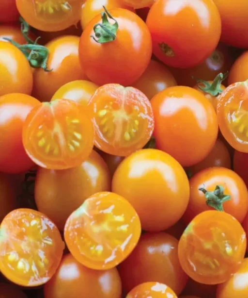 Alternative view of Sungold شتلة طماط