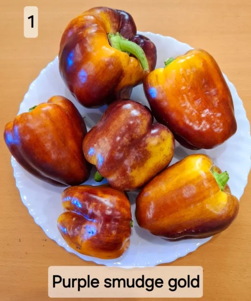 Alternative view of purple smudge gold sweet pepperشتلة فلفل