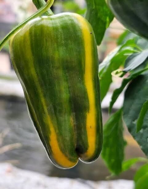 Alternative view of Candy Cane Chocolate Cherry Hybrid Sweet Pepper شتلة فلفل مبرغش