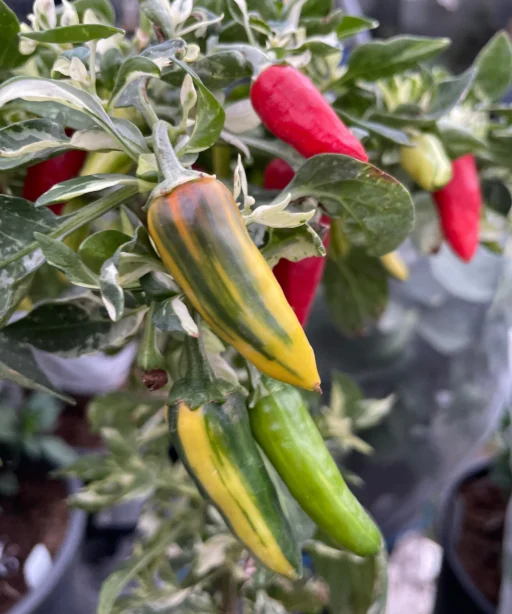 Alternative view of Fish Pepper شتلة فلفل مبررغشه